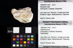 Foto (Objket + Etiketten) von Decapoda indet. 